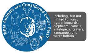 The animals for sale listings in mypetsforsale site includes exotic animals, reptiles for sale, farm. Owning An Exotic Pet Legalities Liabilities 2020