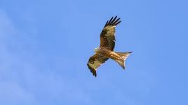 Family Night: Take Flight