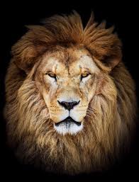 Majestic Lion – idyllic canvas print – Photowall