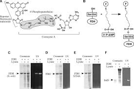 10-Formyltetrahydrofolate Dehydrogenase Requires a 4â€²-Phosphopantetheine  Prosthetic Group for Catalysis