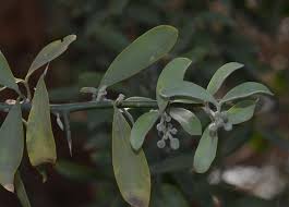 Image result for Balanitaceae