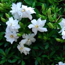 Image result for Gardenia subacaulis