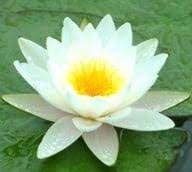 Cara adaptasi hidrofit, antara lain berdaun lebar dan tipis, serta mempunyai banyak stomata. Adaptasi Tumbuhan Pengertian Cara Macam Tujuan Dan Contoh