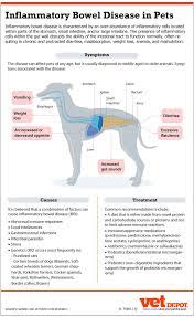 An In Depth Look At Ibd In Dogs Cats Vetdepot Com