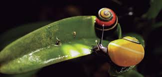 Image result for Polymixis polymita