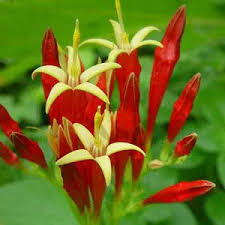 We did not find results for: Staude Blumenpflanzling Spigelia Marilandica North Creek Nurseries Inc Rot Fur Garten Massiv