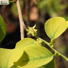 Image result for Cleistanthus