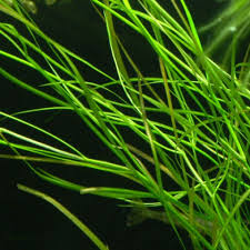 Image result for Potamogeton octandrus