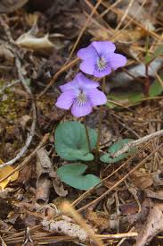 Image result for Rothia hirsuta