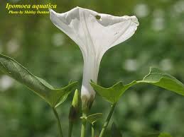 Image result for Ipomoea aquatica