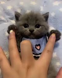 Cute Cats Cute Cats And Kittens Cute Cats Breeds Cute Cat Videos Cute Cats With Big Eyes Fluffy Cat Cute Black Kitten Cute Cat Gif Baby Cats