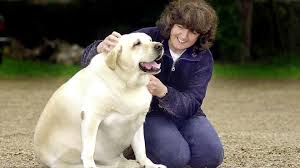Fat dog isolated obese dog doodles pets dog fat isolated pets christmas teen hugging dog dog overweight iconic santa and snowman santa characters cuddle pig. Opinion To Understand Why Our Dogs And Cats Have Gotten So Fat Look In The Mirror Marketwatch