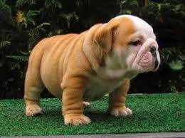 Fan page for frenchie enthusiasts who own, love, want, or admire frenchies. English Bulldog Puppies For Sale In Michigan Cute Puppies Bulldog Puppies English Bulldog Puppies Bulldog