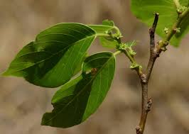 Image result for Bridelia micrantha