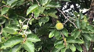 Tree selection and planting procedures. Close Up Georgia Persimmon Oriental Persimmon Stock Footage Video 100 Royalty Free 1018862416 Shutterstock