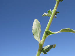 Image result for Oenothera indecora