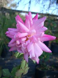Below is a sample list of all the types of plants you can expect to find at our nursery. Mcgovern S Landscape Nursery Home