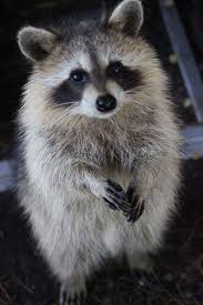 racoon