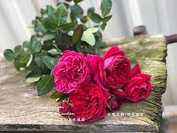 new 2020年美加美玫瑰園目錄商品 imagination rose garden美加美玫瑰花園 隨意窩xuite日誌 flowers plants rose