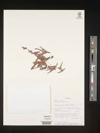 Image result for Cyanotis lanata