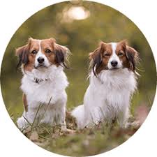 See nederlandse kooikerhondje pictures, explore breed traits and characteristics. Wie Wir Zum Kooiker Gekommen Sind Kooikerhondje Kooiker Von Der Niederaue