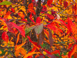 Image result for Nyssa sylvatica