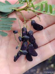 Image result for Sesbania sesban