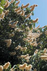 Blooms with gorgeous pink to fuschia flowers. Flowering Trees California Idioticfashion