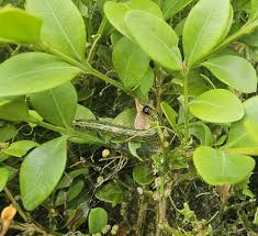 Image result for caterpillar box tree moth inside buxus plant