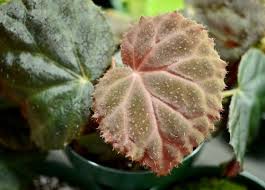 Image result for Begonia ciliobracteata