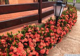 Image result for Ixora longipedunculata