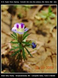 Image result for Limnophila indica