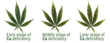 Cut away any type of brown, mushy origins. Calcium Deficiency Fixing Your Sick Marijuana Plant Msnl Blog