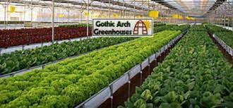You might also want to have windows that can open and close when you need to lower the temperature. Best Vegetables To Grow In A Greenhouse Gothic Arch Greenhouses Blog