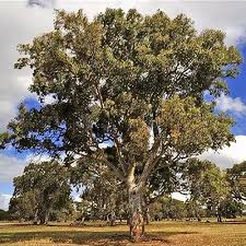Image result for Eucalyptus camaldulensis
