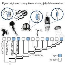 prolific origination of eyes in cnidaria with co option of