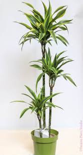 Image result for Dracaena laxissima