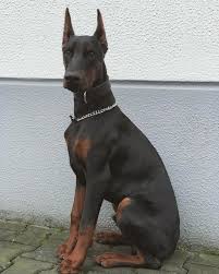Dobermann Ultimatus We Breed Excellence