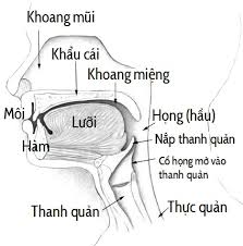 Vòm miệng – Wikipedia tiếng Việt