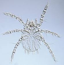 Image result for Trombicula autumnalis