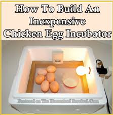 How To Build An Inexpensive Chicken Egg Incubator The Homestead Survival Egg Incubator Chicken Incubator Chicken Eggs