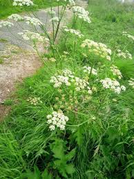 Image result for Heracleum abyssinicum