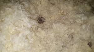 By doing so, you can help the individuals that you care for to have more independence and more control over their lives, which will positively. Attic Restorations And Home Repairs Get Em Out Wildlife Control Inc