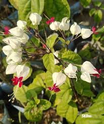 Image result for Feretia aeruginescens