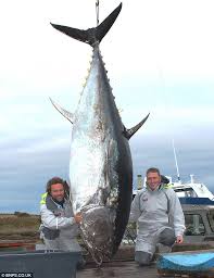 The black magic fishing harness ( blackmagictackle.com ) helped. Anyone For Sushi Fisherman Catches 1 000lb Tuna That Will Make 20 000 Pieces Of The Delicacy Daily Mail Online