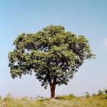 Image result for Terminalia sericea ×  trichopoda