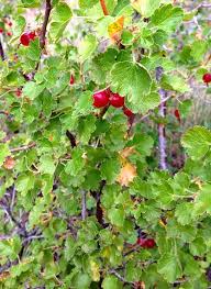 We did not find results for: Rocky Mountain Edible Plant Identification Wild Wax Currant Ribescereum Edible Plants Medicinal Plants Plant Identification