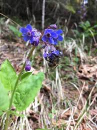 Image result for Cynoglossum inyangense