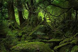 Apa saja manfaat hutan hujan bagi kehidupan? Tumbuh Tumbuhan Semula Jadi Dan Hidupan Liar Quiz Quizizz