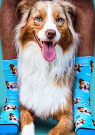 About 1% of these are men's socks, 1% are socks. Psa You Can Now Get Your Doggo S Face Printed On Socks Fashion Journal